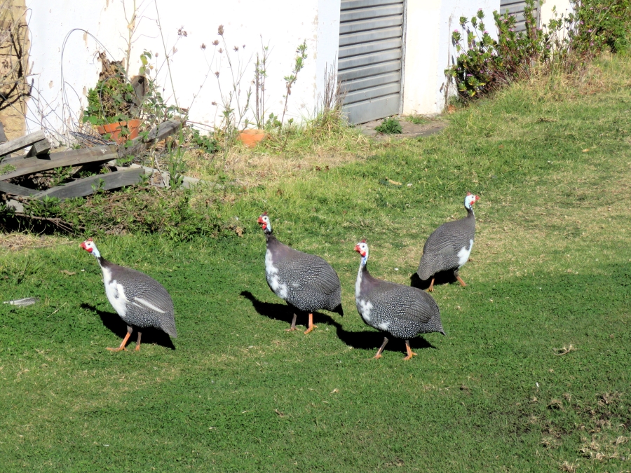 0 Bedroom Property for Sale in Keurbooms Western Cape